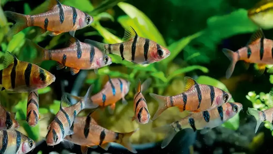 Five Banded Barb Desmopuntius Pentazona 2