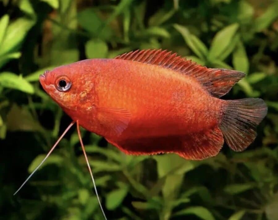 Red Honey Dwarf Gourami Red Colisa Chuna - Aqua Tropics