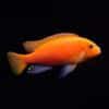 Pseudotropheus Maylandia Zebra Red + Malawi African Cichlid