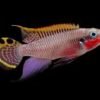 Pelvicachromis Taeniatus Nigerian Red Striped Kribensis African Cichlid