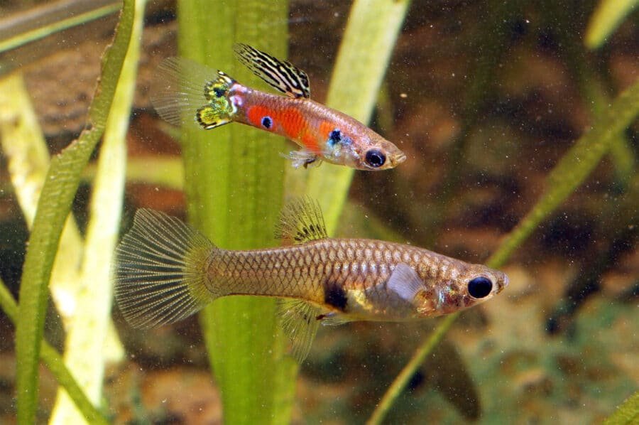 PoecReticulatDaveWilson