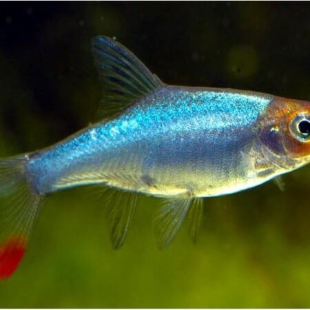 Rummynose Rasbora