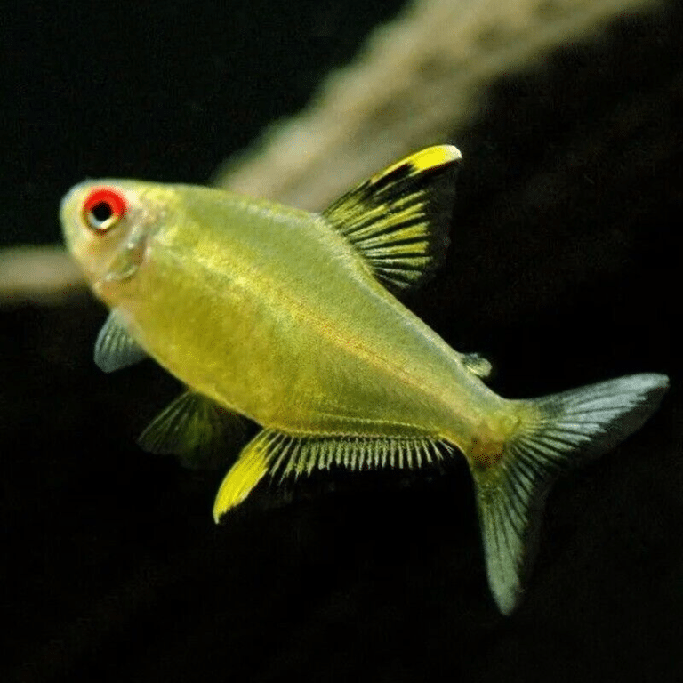 10 X Lemon Tetras - Hyphessobrycon Pulchripinnis - South American ...