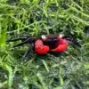 aquaticmotiv crabs 1 crab red devil vampire crab geosesarma hagen 31523253354531 1200x