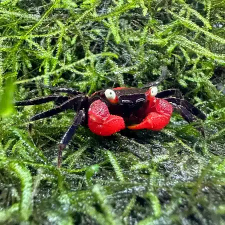 aquaticmotiv crabs 1 crab red devil vampire crab geosesarma hagen 31523253354531 1200x