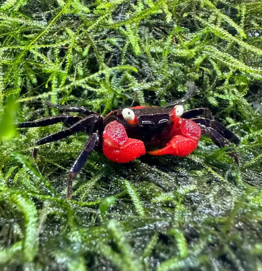 aquaticmotiv crabs 1 crab red devil vampire crab geosesarma hagen 31523253354531 1200x