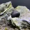 aquaticmotiv default title 3 black military helmet snails neritina pulligera extra large 30861627031587 1024x