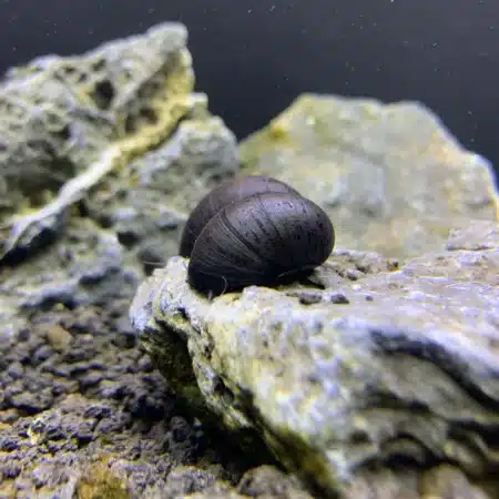 aquaticmotiv default title 3 black military helmet snails neritina pulligera extra large 30861627031587 1024x