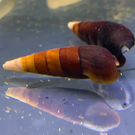aquaticmotiv snail default title 2 cappuccino spike snail faunus ater var cappuccino 17329114513443 1200x