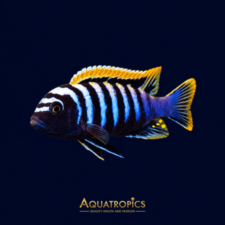 Red Top Likoma Afra Cichlid (Cynotilapia afra), a colourful Lake Malawi cichlid
