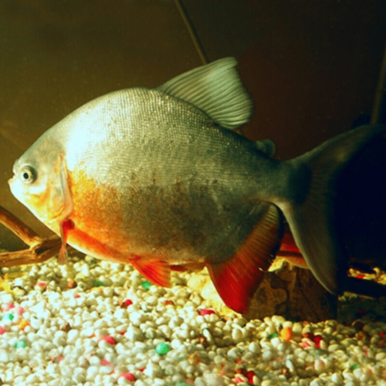 10 X Red-Bellied Pacu - Piaractus Brachypomus - South American Tetras ...