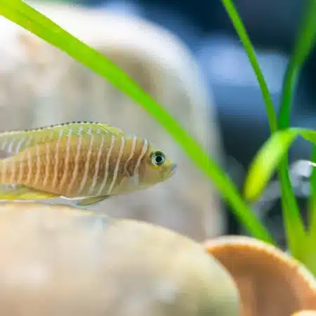 Shell-Dwelling Cichlid – Neolamprologus Multifasciatus – Lake Tanganyika Cichlid