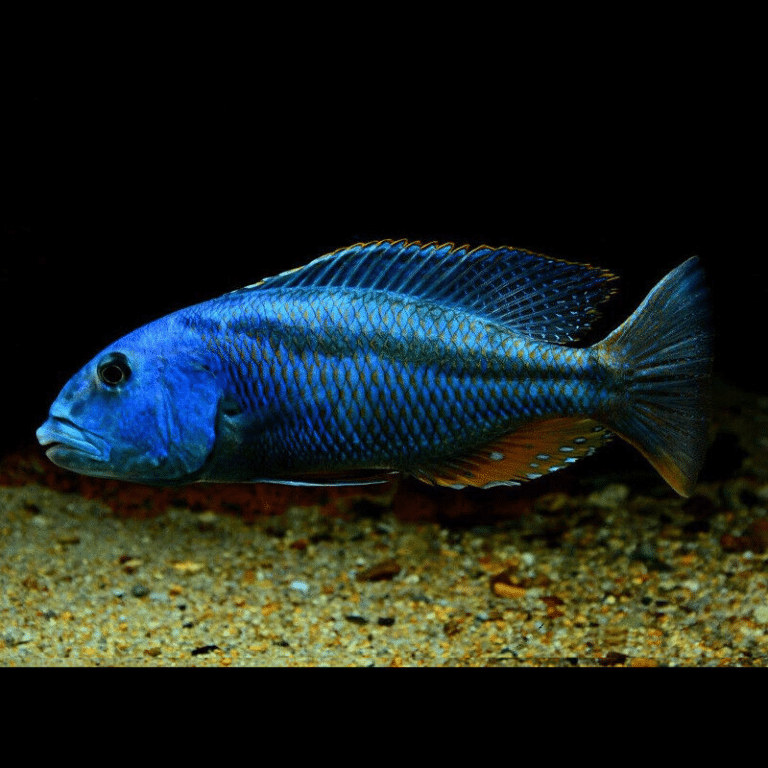 Aristochromis Christyi - Cuthbert Christy'S Malawi Cichlid - Rare Fish ...