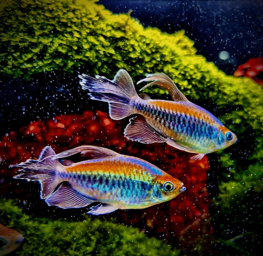 CONGO TETRA LIVE TROPICAL FISH AQUARIUM TANK PLANT - AquaTropics