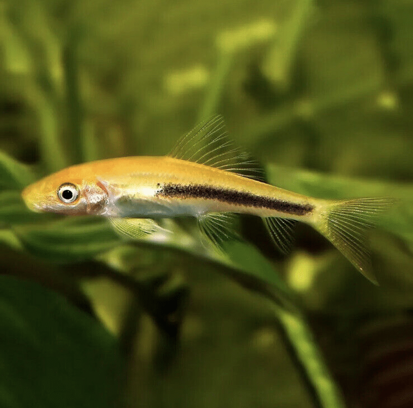 GOLDEN BLACK CHINESE ALGAE EATER SUCKING LOACH - AquaTropics