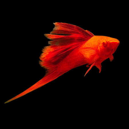 Swordtails