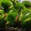 cherry shrimp introduction 338521