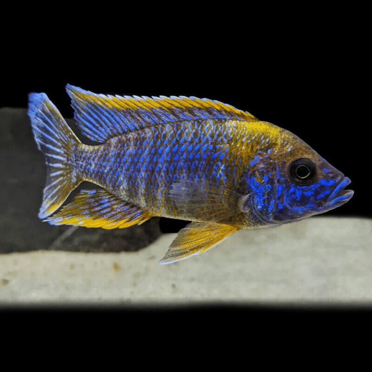 Lwanda Peacock Cichlid - Aulonocara Sp. Lwanda - Malawi Cichlid ...