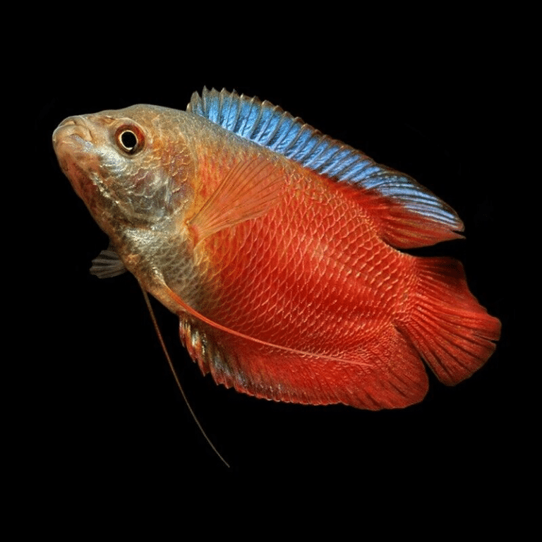 Blood Red Dwarf Gourami - Trichogaster Lalius «Blood Red» - Labyrinth ...