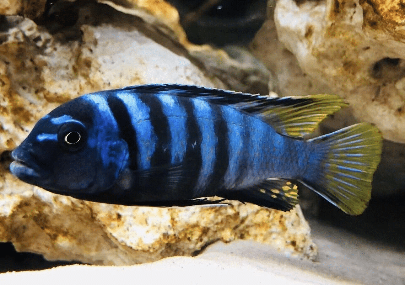 Elongate Mbuna Cichlid Chindongo Elongatus Slender Pseudotropheus Lake 