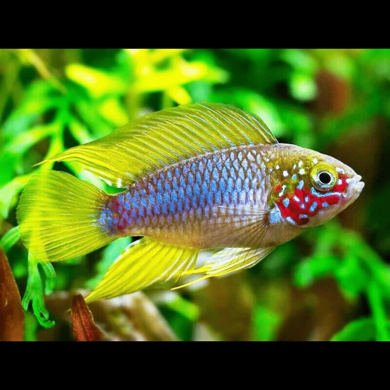PAIR Apistogramma Borellii Opal Opal Umbrella Cichlid Dwarf PAIR Apistogramma Borellii Opal Opal Umbrella Cichlid Dwarf