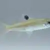 eye spot rasbora rasbora dorsiocellata 9482295.jpg