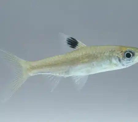 eye spot rasbora rasbora dorsiocellata 9482295.jpg