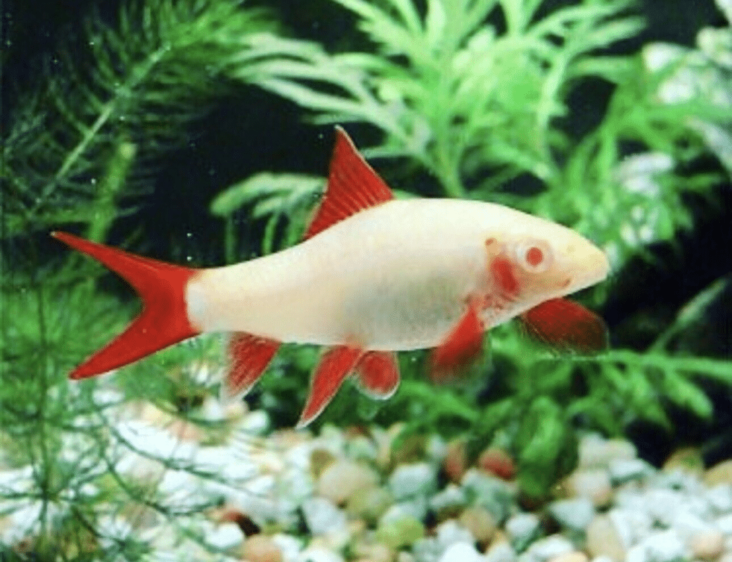 RED FINNED RUBY SHARK RAINBOW ALBINO LOVELY LIVE TROPICAL FISH AQUARIUM ...