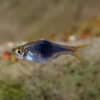 lg Black Harlequin Rasbora