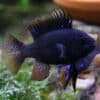 midnight black ram