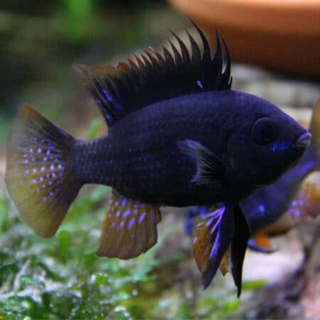 midnight black ram