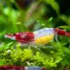 red rili neocaridina shrimp