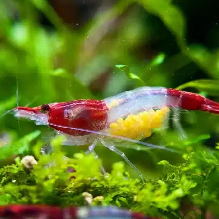 red rili neocaridina shrimp