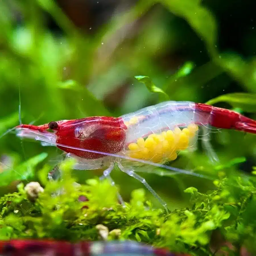 red rili neocaridina shrimp