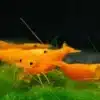 sunkistshrimp