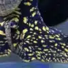 yellow spotted feature
