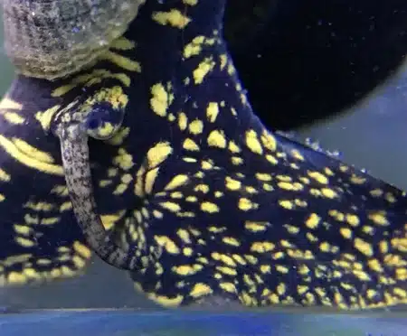 yellow spotted feature