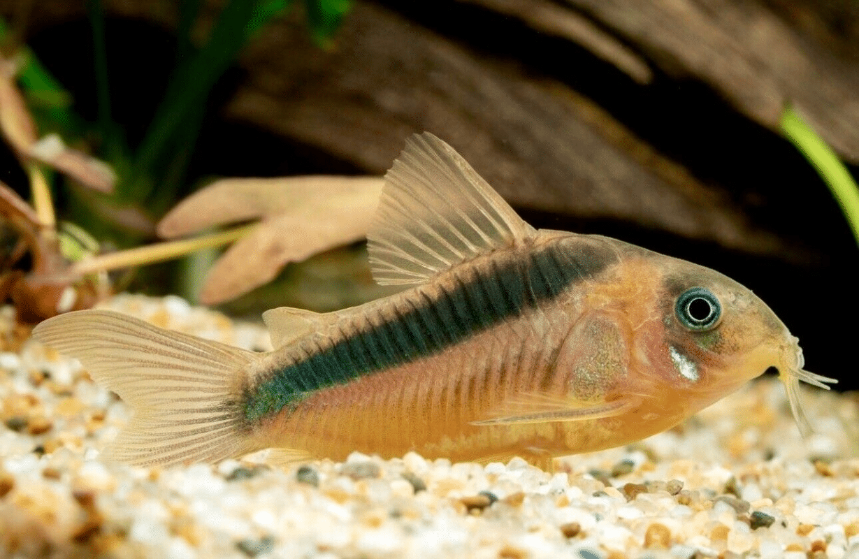Curated visual reference: Visual Reference: Corydoras Rabauti Rusty Cory Buy Online