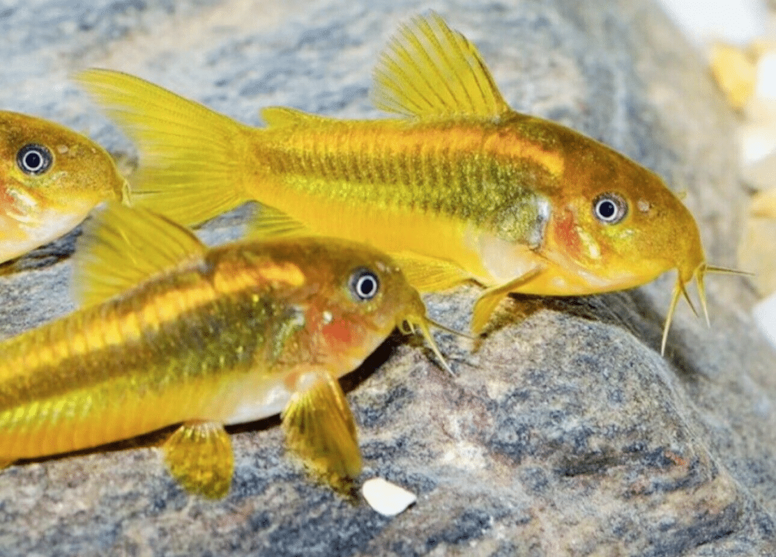 Curated visual reference: Visual Reference: Cw010 Gold Laser Corydora Cory Catfish Peaceful Tropical Fish Stunning