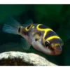 Figure 8 Puffer Dichotomyctere Ocellatus Eyespot