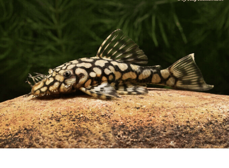 Ancistrus sp. L519 – Rio Itenez 3–3.5cm | Buy Online | Aquatropics