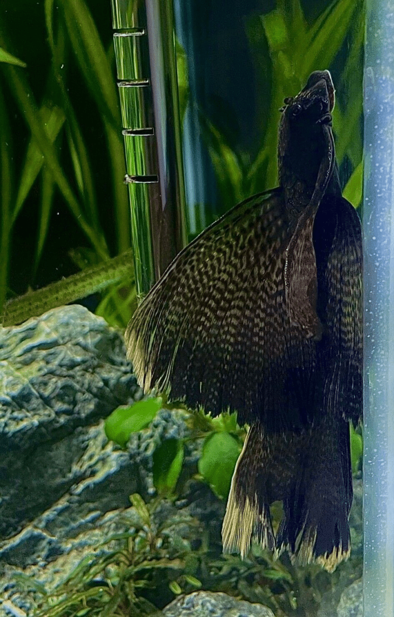 Long Fin Bristlenose Pleco South American Catfish - AquaTropics