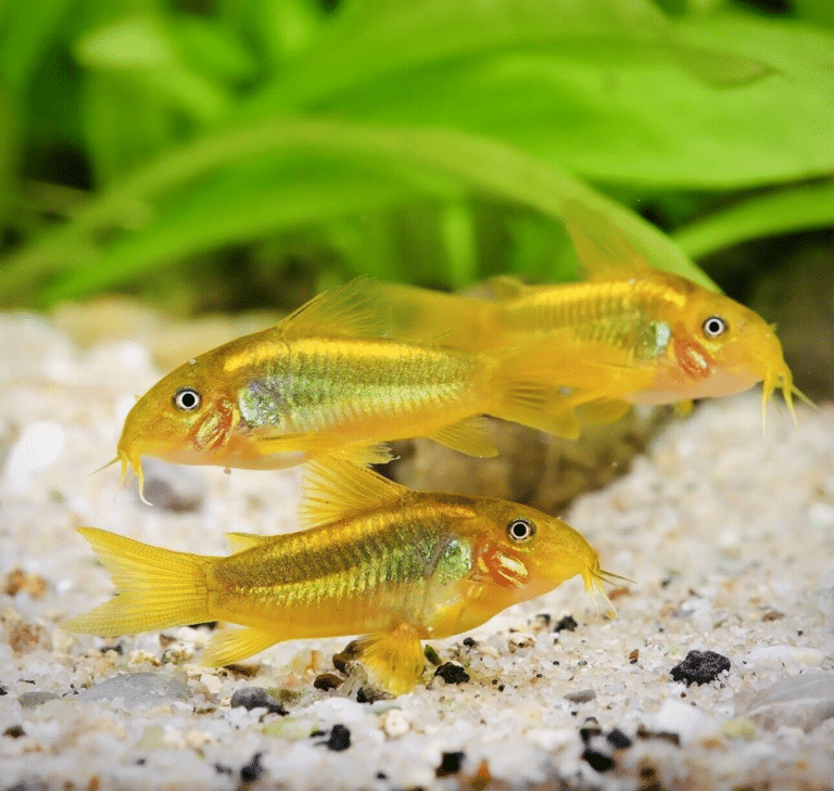 CW010 GOLD LASER CORYDORA CORY CATFISH PEACEFUL TROPICAL FISH - AquaTropics