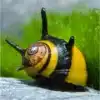 clithon diadema 1