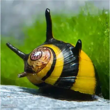 clithon diadema 1