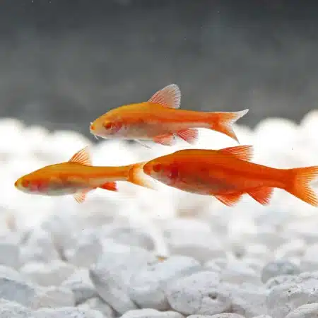 AlbinoCherryBarbs