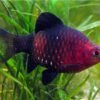 Black Ruby Barb Tropical Fish 1200x1200 2106083e 8f4d 41c2 b289 da25e91d9381