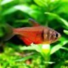 Flame Tetra Diamond