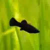 black molly 1 grande