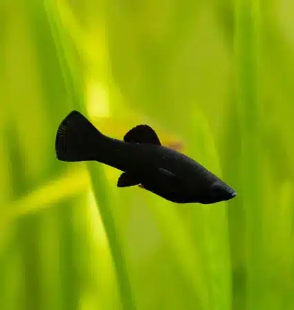 black molly 1 grande